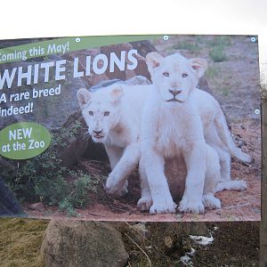 white lion poster #2