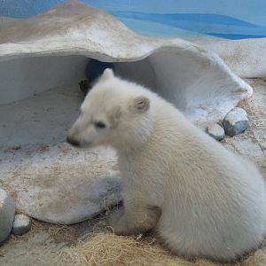 baby polar bear cub