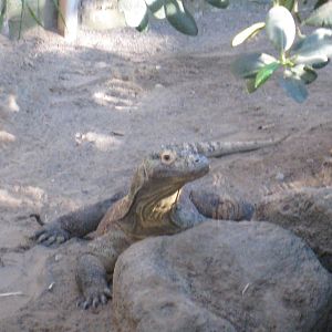 komodo dragon