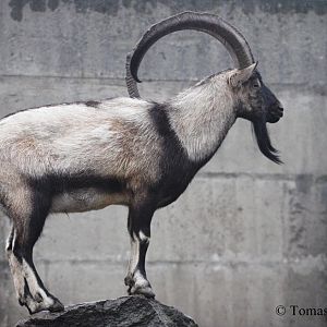 Cretean Wild Goat (Capra hircus cretica) - male