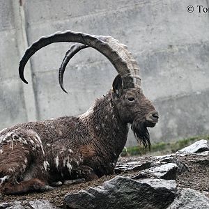 Siberian Ibex (Capra sibirica / Capra ibex sibirica) - male