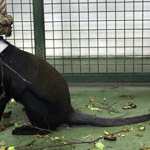 L'Hoest's Monkey (Cercopithecus lhoesti)