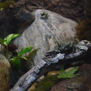 VIETNAMESE MOSSY FROG