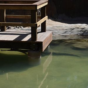 FALSE GHARIAL - CROCOCDILE CREEK