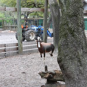 -extinct in wild- Lowry Park Zoo Tram in enclosure with waterbuck