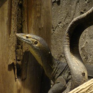 Varanus mertensi