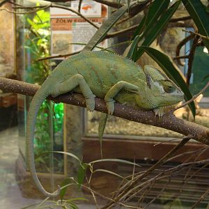 Chamaleo calyptratus