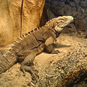Cyclura nubila