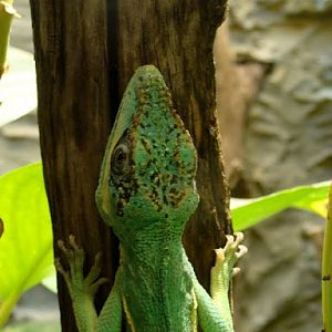 Anolis equestris