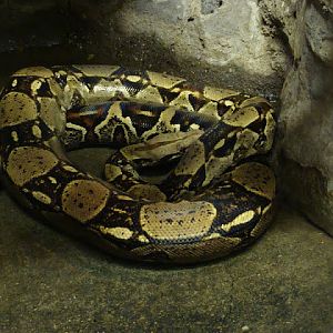 Boa constrictor