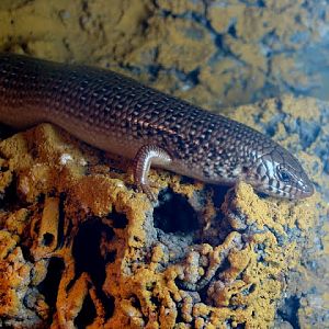 Chalcides o.ocellatus