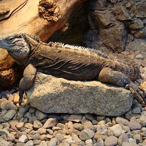 Cyclura nubila nubila
