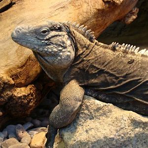 Cyclura nubila nubila