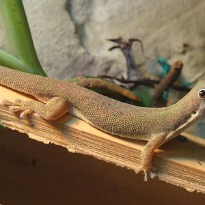 Phelsuma dubia