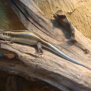 Mabuya quiquetaeniata