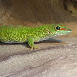 Phelsuma madagaskarensis grandis