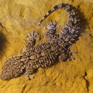 Tarentola mauritanica ???