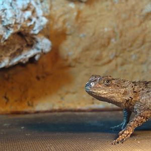 Sceloporus malachiticus