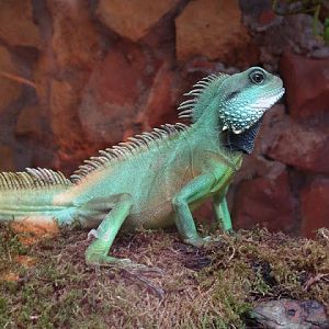 Physignathus cocincinus