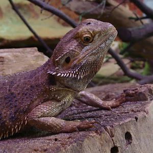Pogona vitticeps