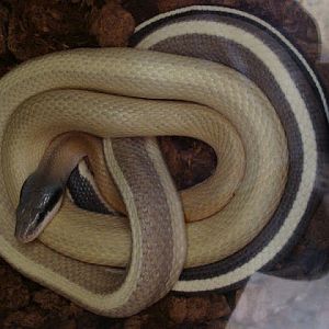 Elaphe taeniura ridleyi