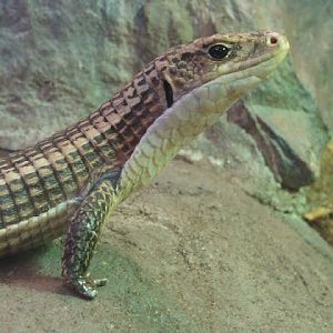 Gerrhosaurus m.major