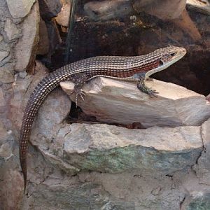 Gerrhosaurus m.major