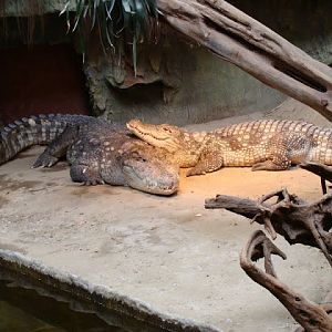 Crocodylus niloticus