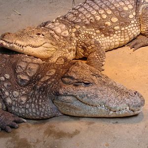 Crocodylus niloticus