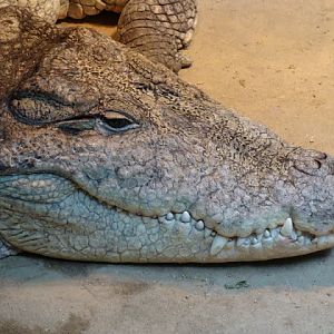 Crocodylus niloticus