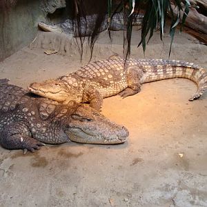 Crocodylus niloticus