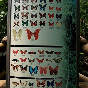 Papiliorama - Papiliorama Hall (Butterfly signage)