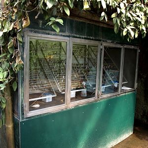 Papiliorama - Papiliorama Hall (Hatching station)