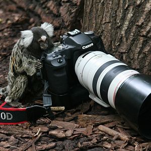 Common Marmoset (Callithrix jacchus)
