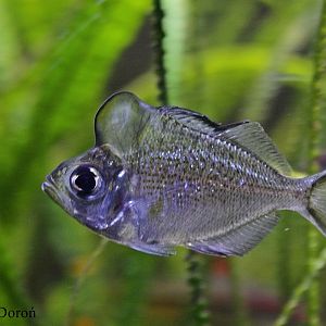 Humphead Glassfish (Parambassis pulcinella)