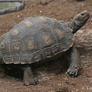 Asian Brown Tortoise (Manouria emys)