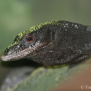 Black Tree Monitor (Varanus beccari)