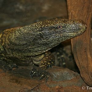 Crocodile Monitor (Varanus salvadorii)
