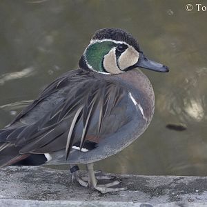 Baikal Teal (Anas formosa) - male