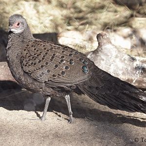 Germain's Peacock-pheasant (Polyplectron germaini) - male