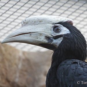 Palawan Hornbill (Anthracoceros marchei)
