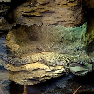 Varanus niloticus