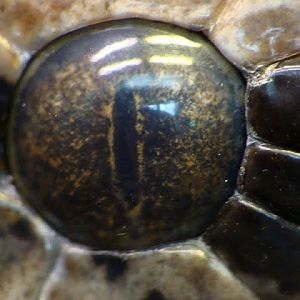 Python  molurus bivittatus