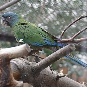 Blue-headed Macaw (Propyrrhura couloni)