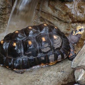 Geochelone carbonaria