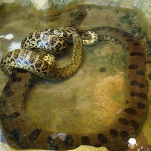 Eunectes murinus / Eunectes noteus