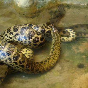 Eunectes murinus / Eunectes noteus