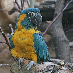 Blue-throated Macaw (Ara glaucogularis)