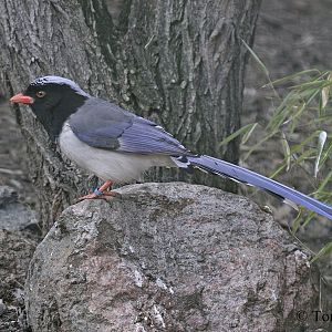 Red-billed Blue Magpie (Urocissa erythrorhyncha)