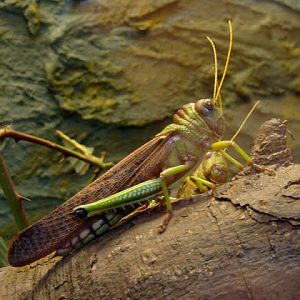 Tropidacris violaceus